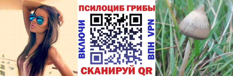 мега как войти  Светлоград  Псилоцибиновые грибы ЛСД 